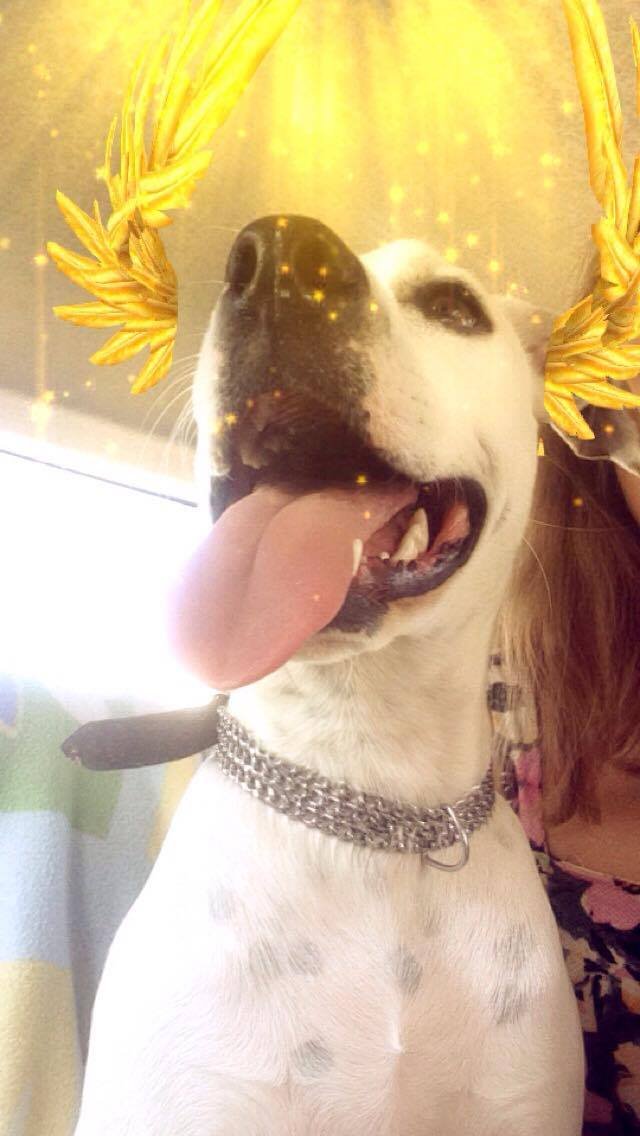 cezar