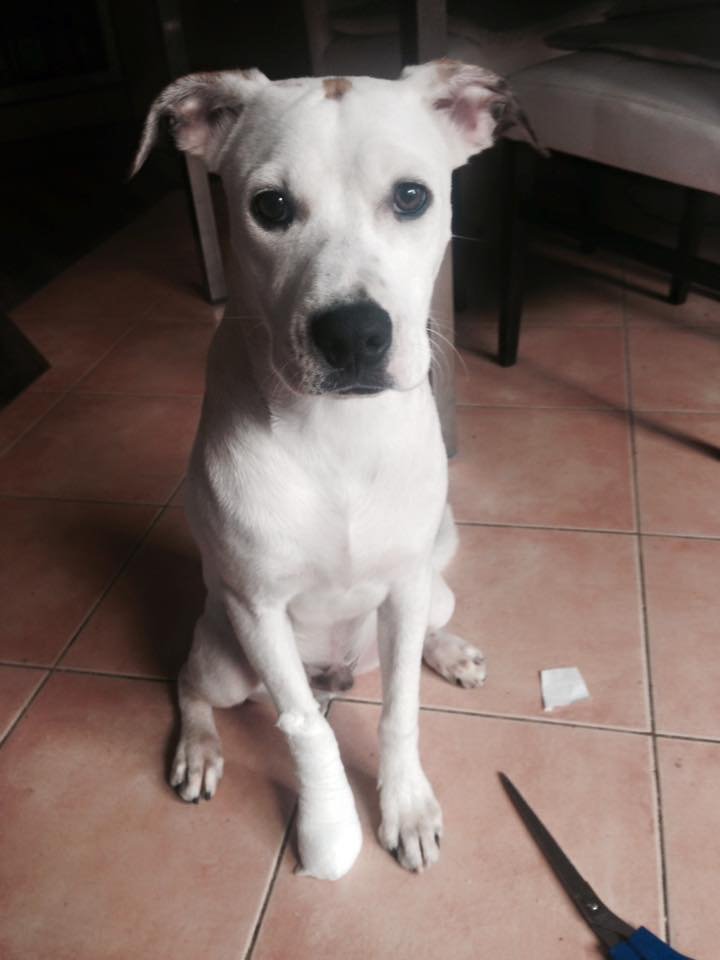 Toto je Jason. Jason sa rád hrá s väčšími psami ako je on ale nevie kedy sa už o srandu nejedná a on sa ďalej hrá. Jason má teraz bobo. Nebuď ako Jason.