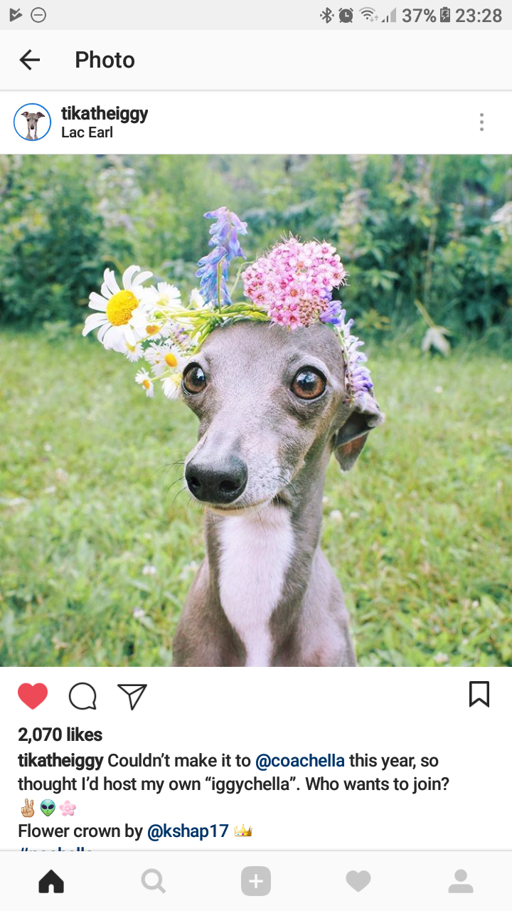 Moj oblubeny insta profil , zboznujem toho psa nunu u