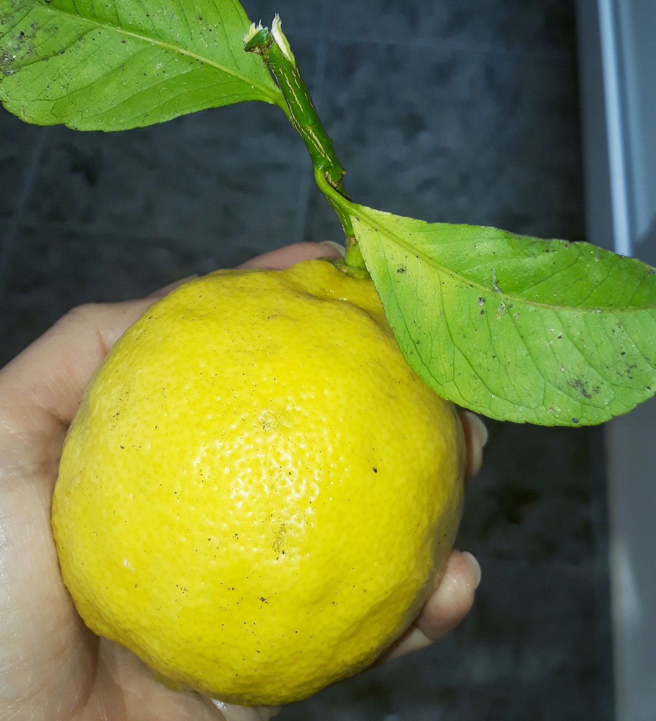 Citronik ♡ ..
.Citronova voda patri k mojej dennej rutine rano na lačno tepla a aspon dvakrat do dna normalnej teploty pre taky ten detox a peknu plet ...odporucam 