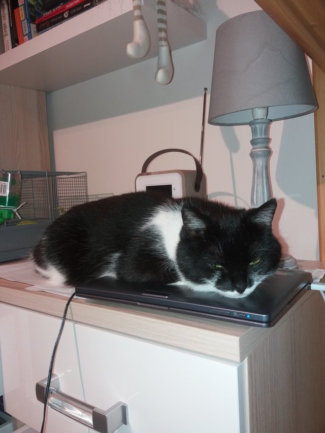 Mačacina si o5 našla nové miesto na spanie. 