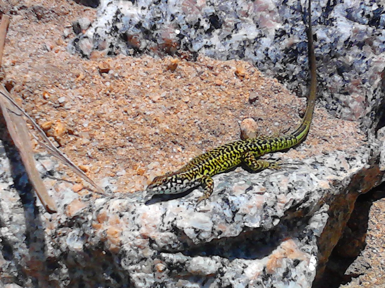 archívna fotografia voľne žijúceho reptiliána (Korzika)