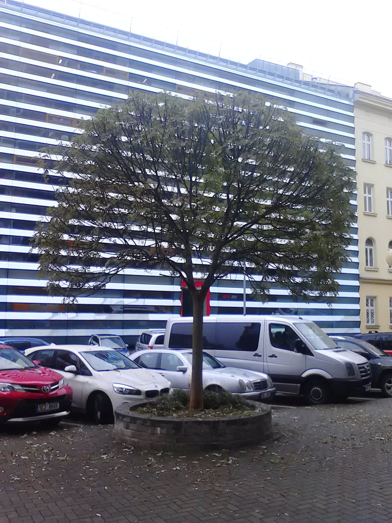 Denný tree appreciation post