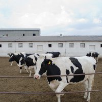Ukážka z obrázkov v albume  Len taký priemerný veľkokapacitný kravín na SVK http://differentcamps.tumblr.com