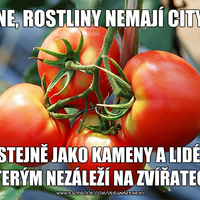 (na chvilu budem bezohladny k tomu, ako tu kto vnima rastliny, a napisem: buuuuurn!)