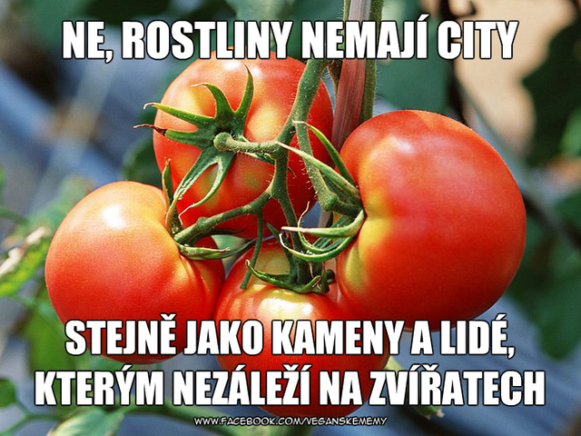 (na chvilu budem bezohladny k tomu, ako tu kto vnima rastliny, a napisem: buuuuurn!)