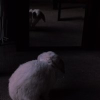 reflection of da self 