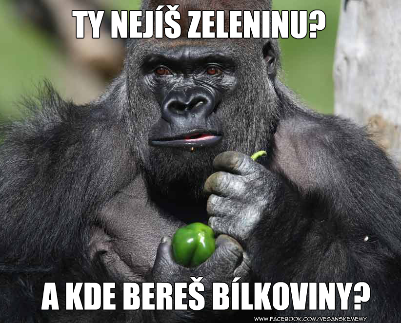 bôb konský vole
