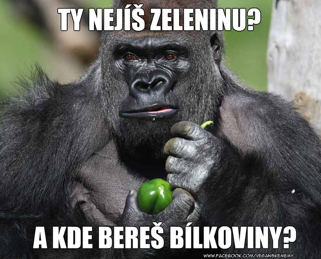bôb konský vole