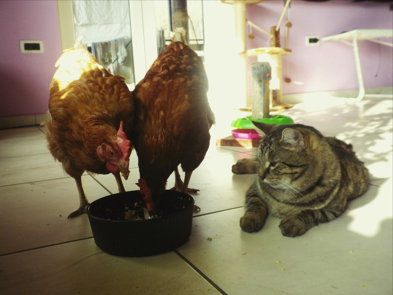 necessaryveganism.tumblr.com zo Slovinska (ňou adoptované tvory, myslím, pôvodne z klietkového chovu)