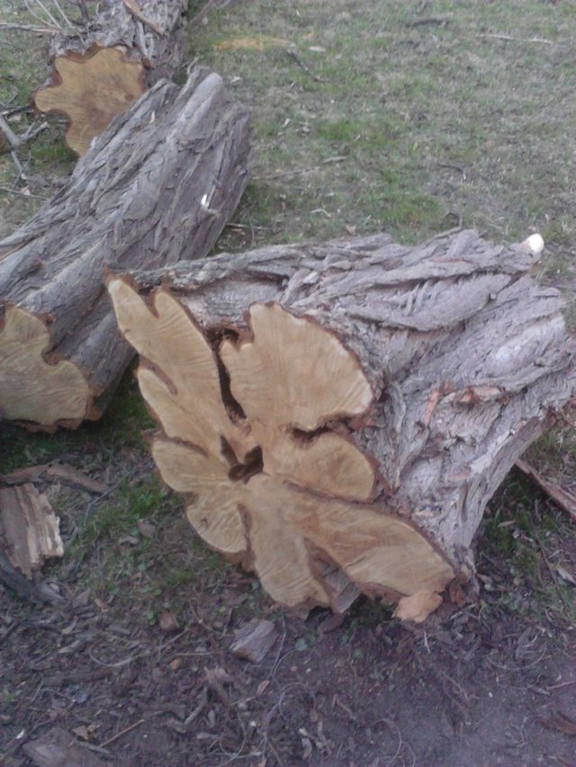skonštatovali sme, že keď už spílili ten strom, mohli by aspoň rozdať tenké plátky tohto fascinujúceho kmeňa súčasným umelcom :D