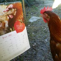 koľko z nás o sebe môže povedať, že majú foto  v kalendári? :D (Kalendár od Za zaščito rejnih živali - KOKI)
