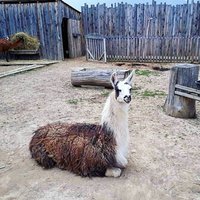 Lama na Liptove