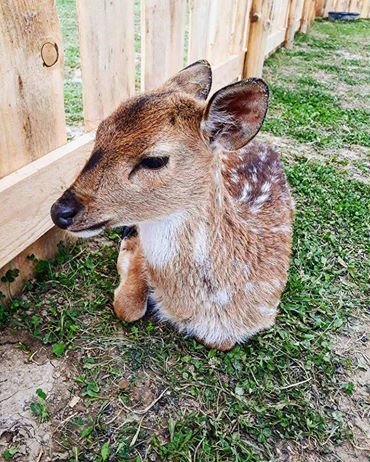 Bambi