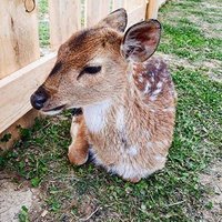 Bambi