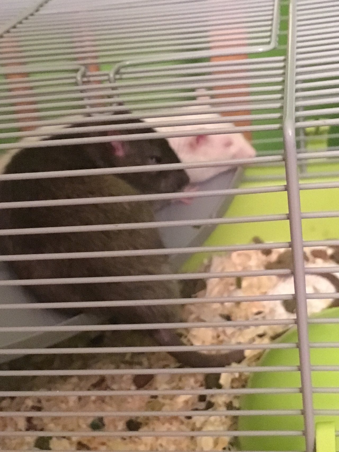 bobkovia malí :-D keď sa pozerám tak ho hrozne šikanuje, ale inak si spolu takto spinkajú