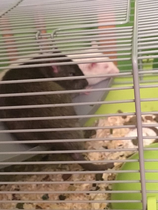 bobkovia malí :-D keď sa pozerám tak ho hrozne šikanuje, ale inak si spolu takto spinkajú