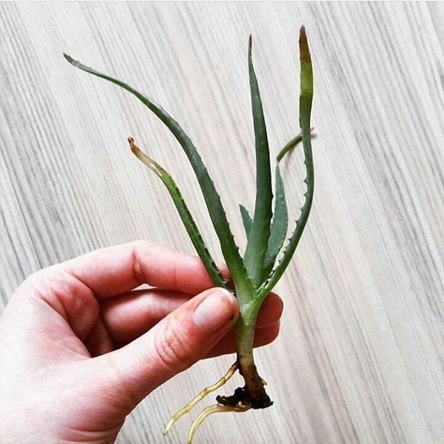 Instagram mi zrušil účet takže ma môžete sledovať na novom: https://www.instagram.com/_queen_of_henna_/ :-)
