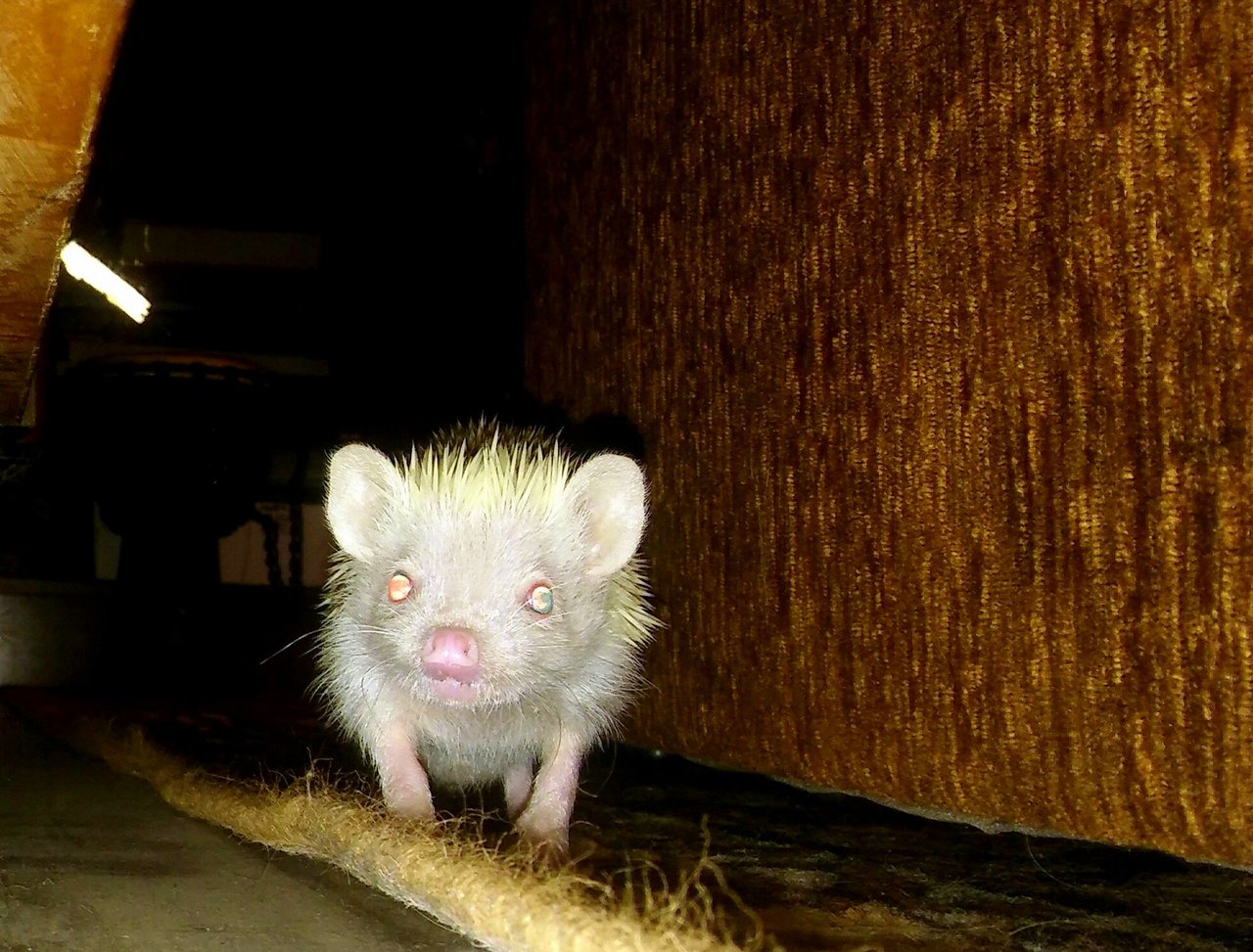 Keď načapeš ježa pri obhrýzaní kresla, pričom vie že to robiť nemá :D :D :D 
