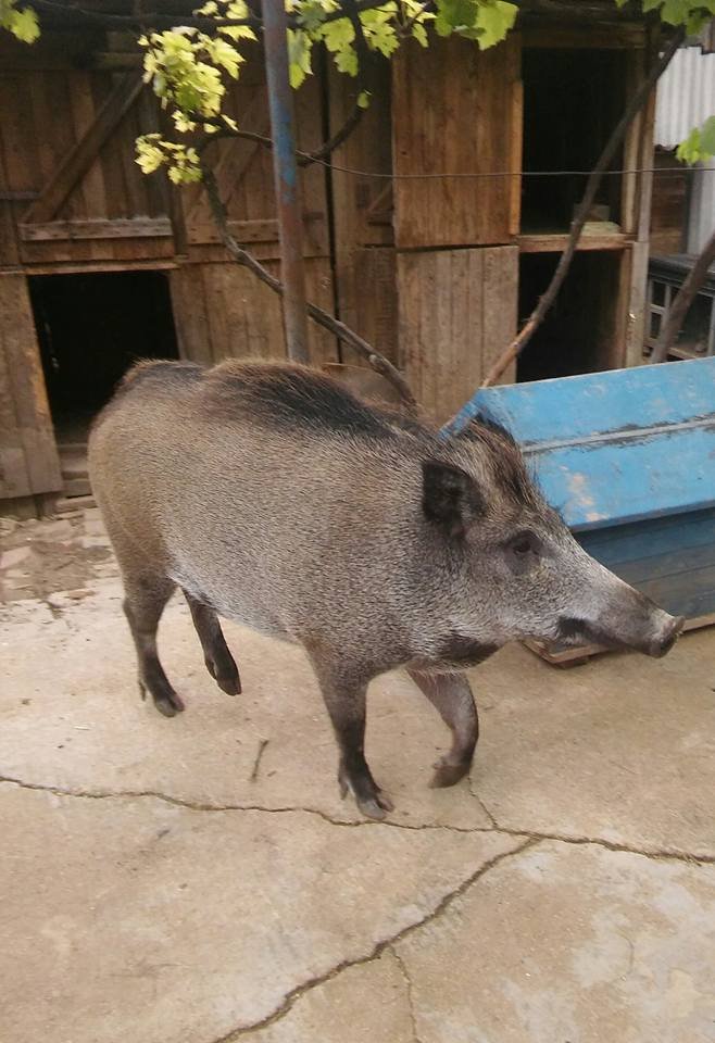 Divoký sviňuch Demdem ako domáci maznáčik :D  keď som ju videla naposledy, bola mini prasatko v deke na ohrievacej podložke :D 