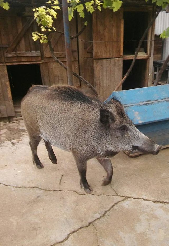 Divoký sviňuch Demdem ako domáci maznáčik :D  keď som ju videla naposledy, bola mini prasatko v deke na ohrievacej podložke :D 