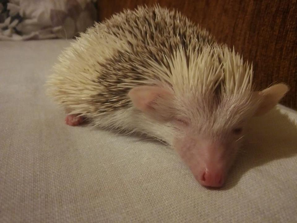 spinkadlo :D