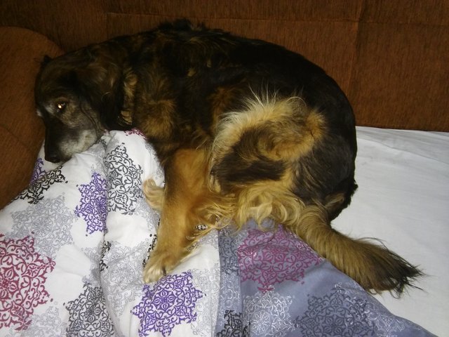 Načapaná v posteli zas :D Skryla sa aby nemusela von cikať :D veď prší :D
