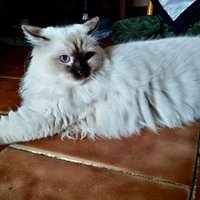 Ukážka z obrázkov v albume ragdolls