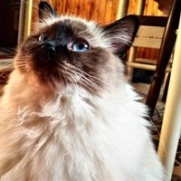 Ukážka z obrázkov v albume ragdolls