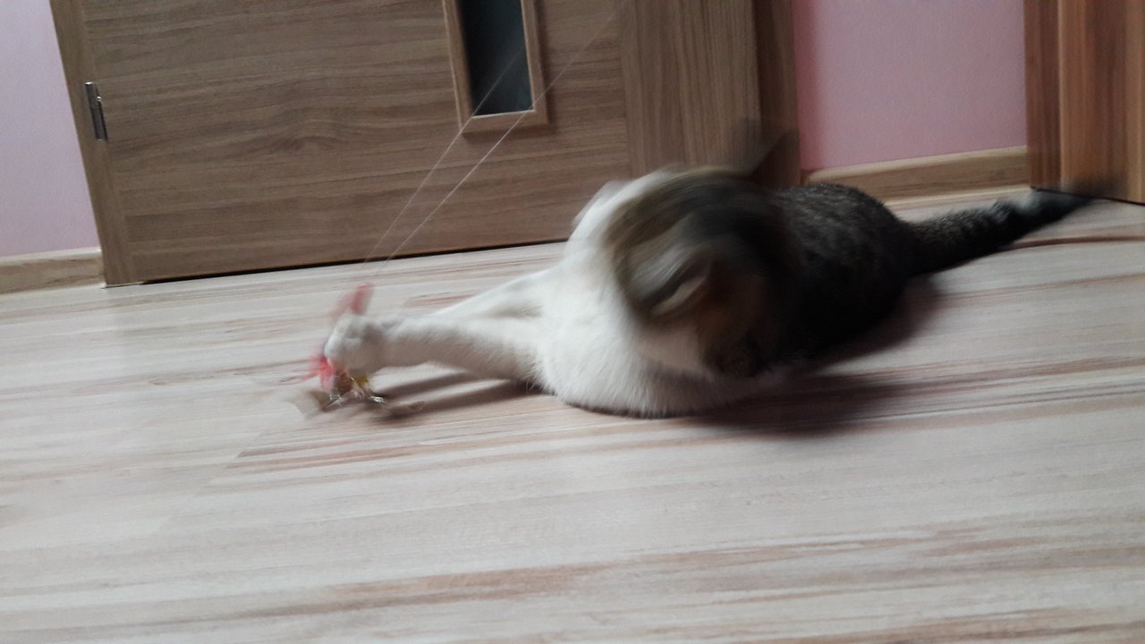 Mačička Ela :)