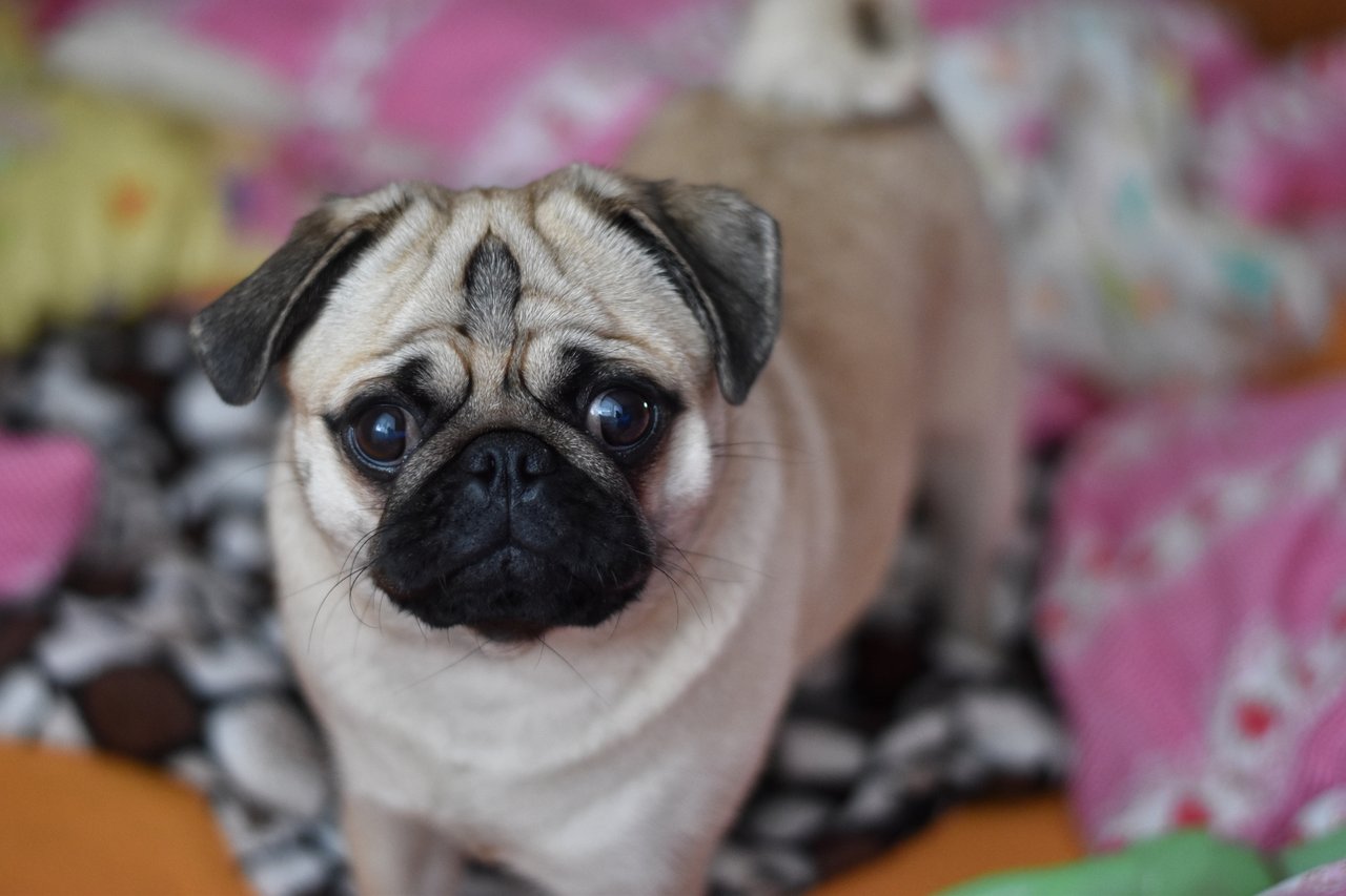 Princezná Molly