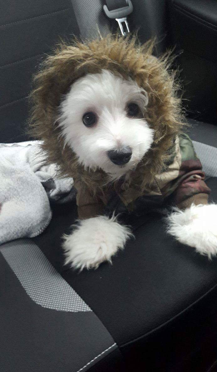 Tiger <3