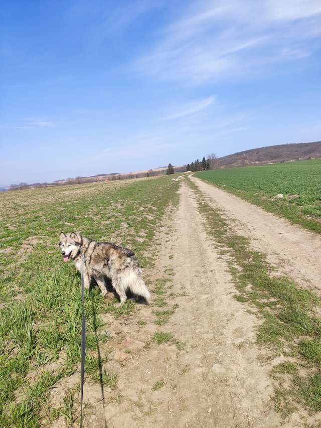 Dnes som stretla šesť srniek a 0 človekov