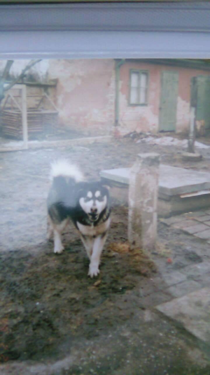 Kedysi sme mali tohoto obra-Árona :)