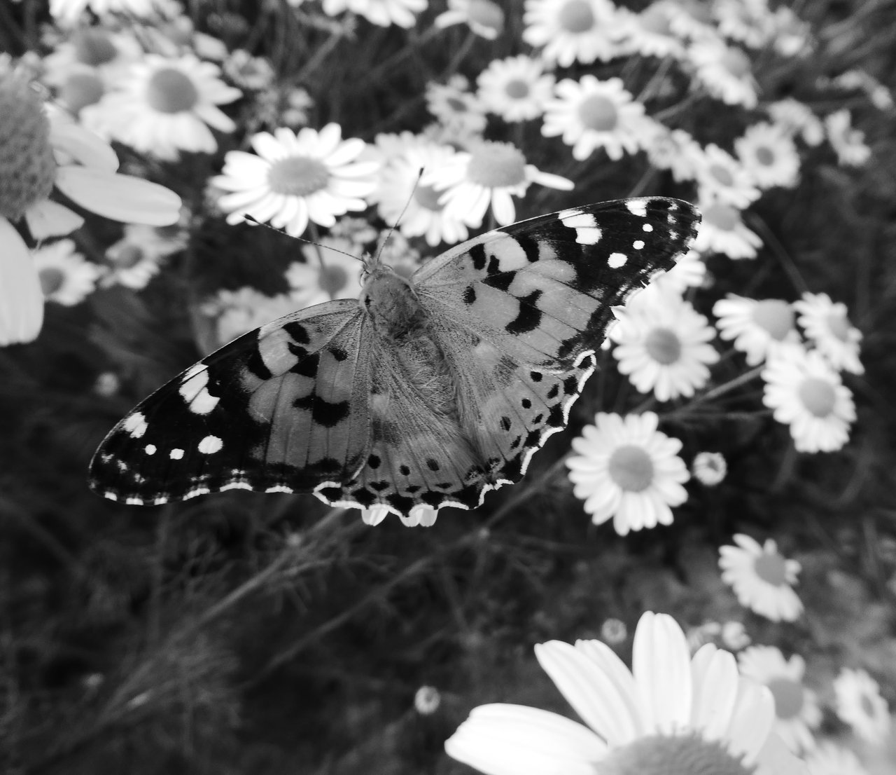 Veľmi mám rád čiernobiele fotografie, neviem prečo sa ľuďom nepáčia. Podľa mňa sú dokonalé :)