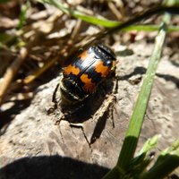 Nicrophorus vespillo