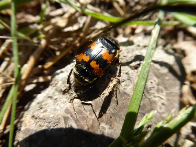 Nicrophorus vespillo