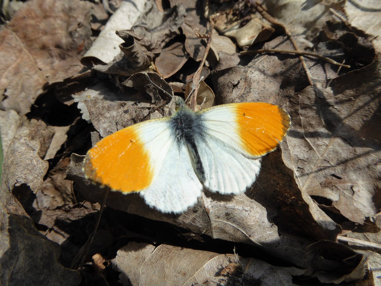 Anthocharis cardamines