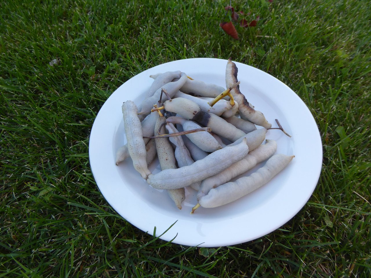 Dead Man's Fingers - kto by nevedel, tak je to mňamka :D