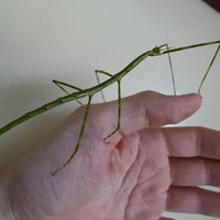 Mal meno, ale ke´dže je ich 40, tak si ich všetky už nepamätám a hlavne ich neviem rozoznať. Ak by niekto chcel chovať, nech mi dá vedieť. Podarujem