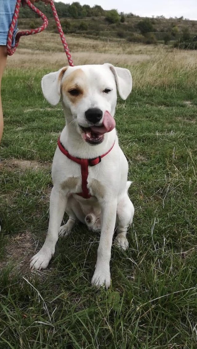 Ahojte ľudkovia neviete mi niekto povedať čo je toto za rasu? Našla som takéhoto tuláčika v lese a rada by som si ho nechala 