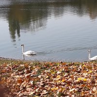 Ako asi prežívajú zimu labute?