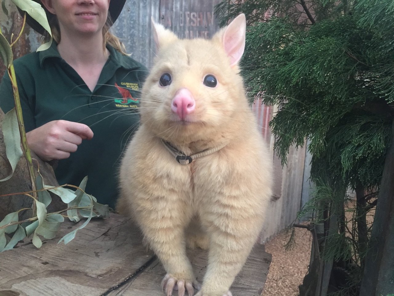 Perth Zoo,AU