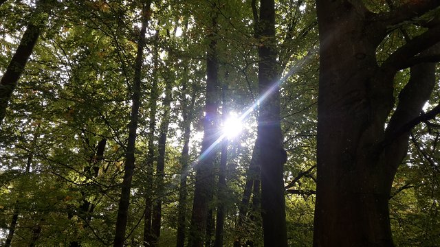 park