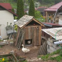 Ukážka z obrázkov v albume Husnik