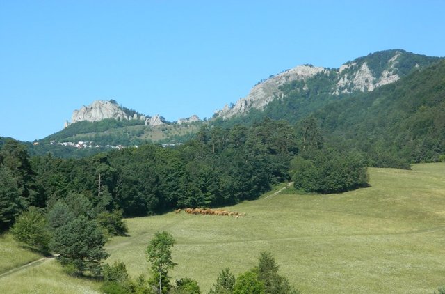 Podelím sa s vami o kúsoček z môjho dneška - zapózovali mi Vršatské bradlá a to hnedé sú kravičky, z ktorých časť sa pred tým úpekom schovávala v lese.