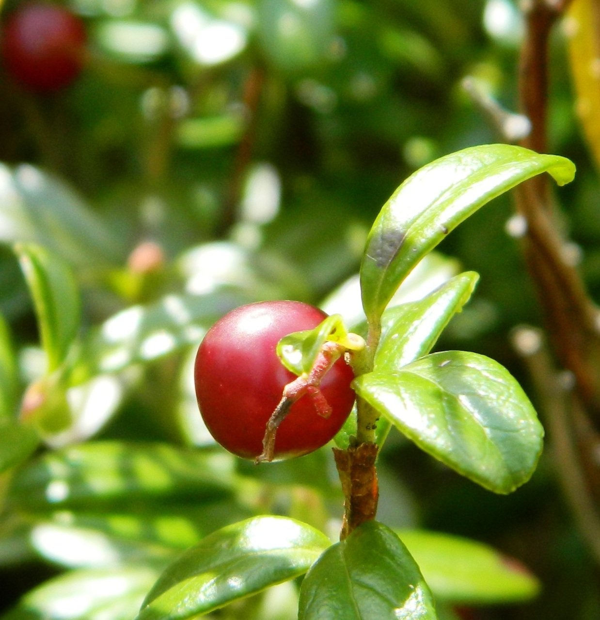 Vaccinium vitis-idaea spod Minčolu.