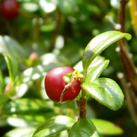 Vaccinium vitis-idaea spod Minčolu.