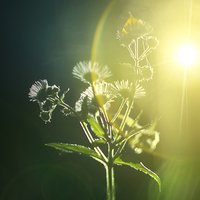 -------- Žltý list -------
Na strome bol žltý lístok nenápadný, teraz je z neho kvetu kráľ.
