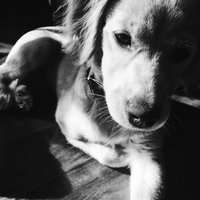 Doggo